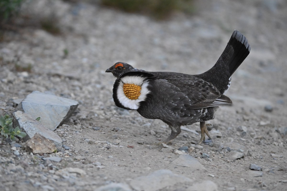 Sooty Grouse - Mike Charest