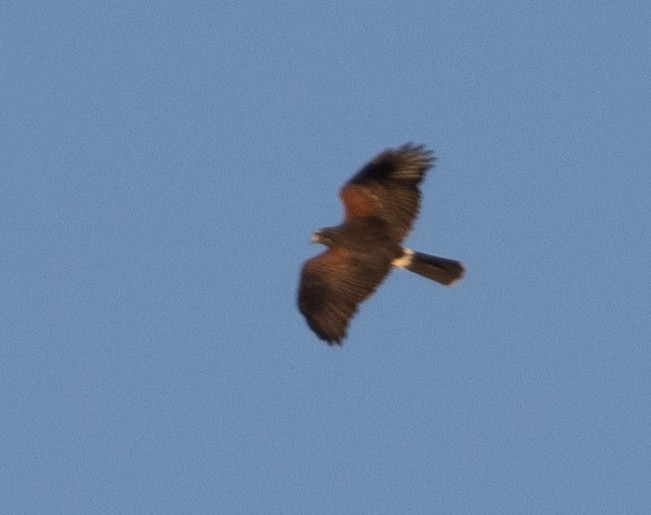 Harris's Hawk (Bay-winged) - ML471368761