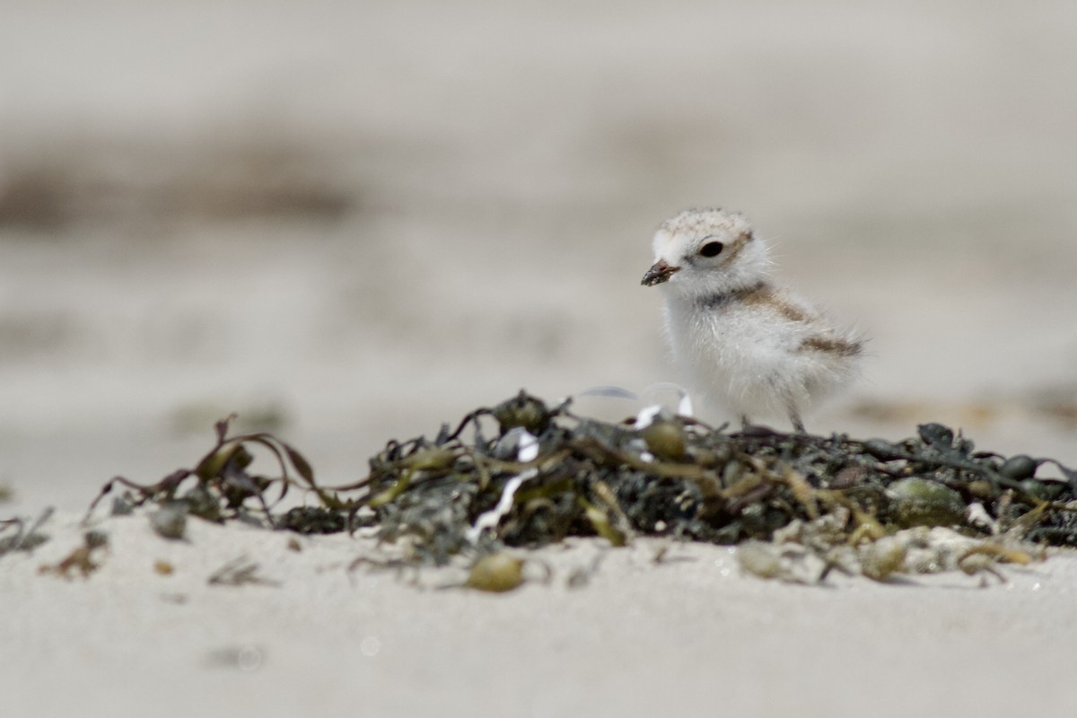 Piping Plover - ML471370541