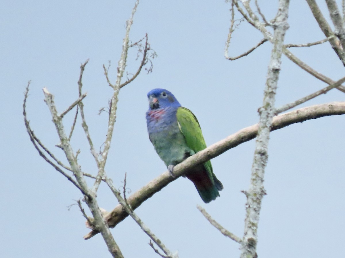 Blue-headed Parrot - ML471371991
