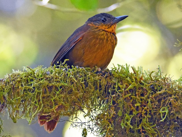 Photos - Streak-breasted Treehunter - Thripadectes rufobrunneus - Birds ...