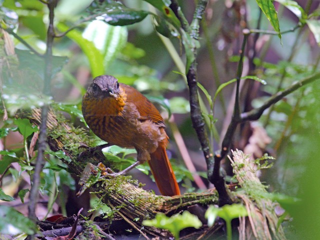 Photos - Streak-breasted Treehunter - Thripadectes rufobrunneus - Birds ...