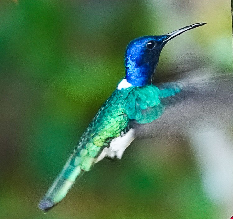 White-necked Jacobin - Arden Anderson