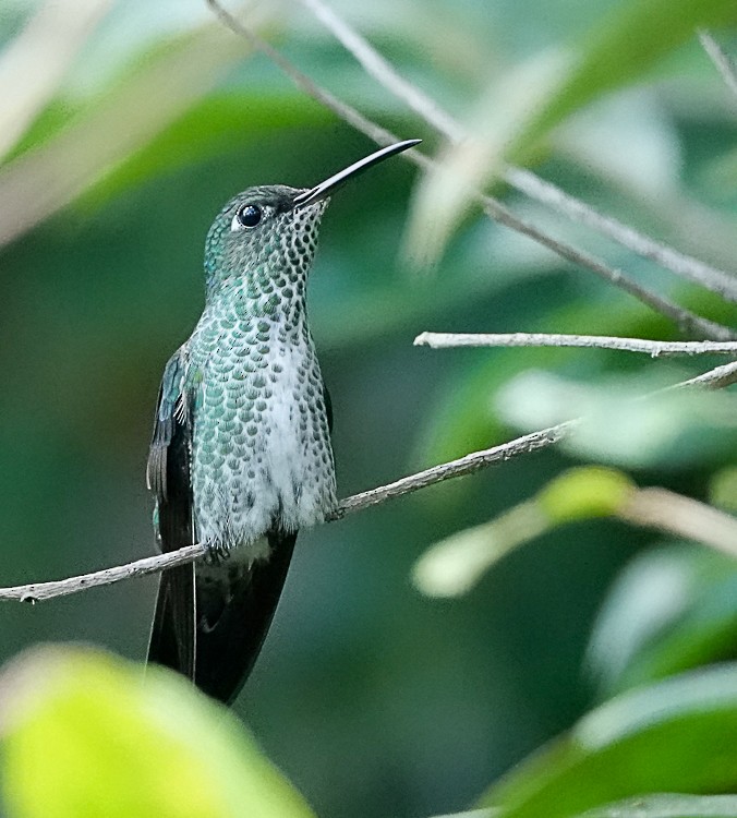 Many-spotted Hummingbird - ML471374261