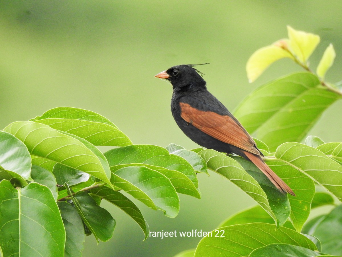 Crested Bunting - ML471376821
