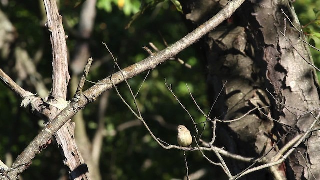 Palm Warbler (Western) - ML471379