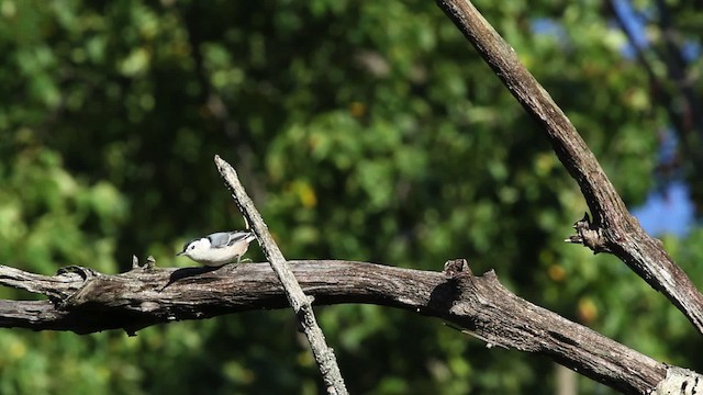 White-breasted Nuthatch (Eastern) - ML471380