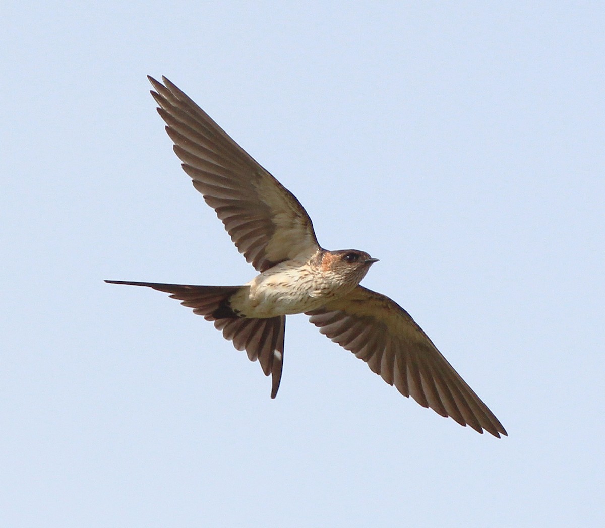 Red-rumped Swallow - Neoh Hor Kee