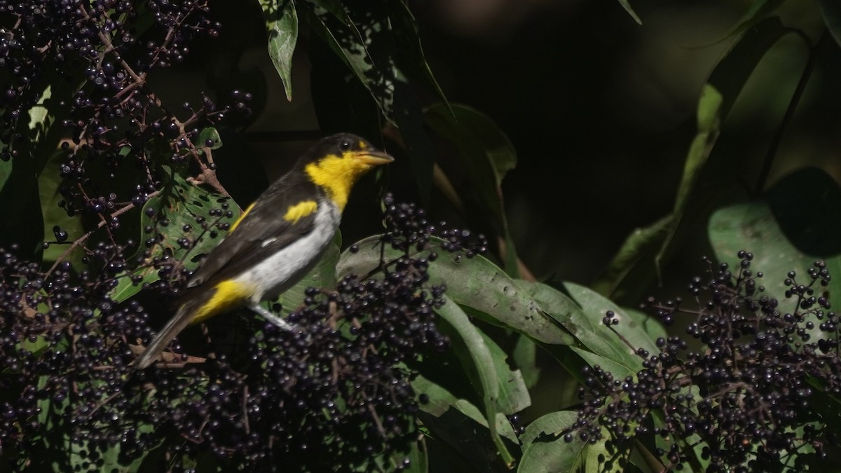 Yellow-backed Tanager - ML471382541