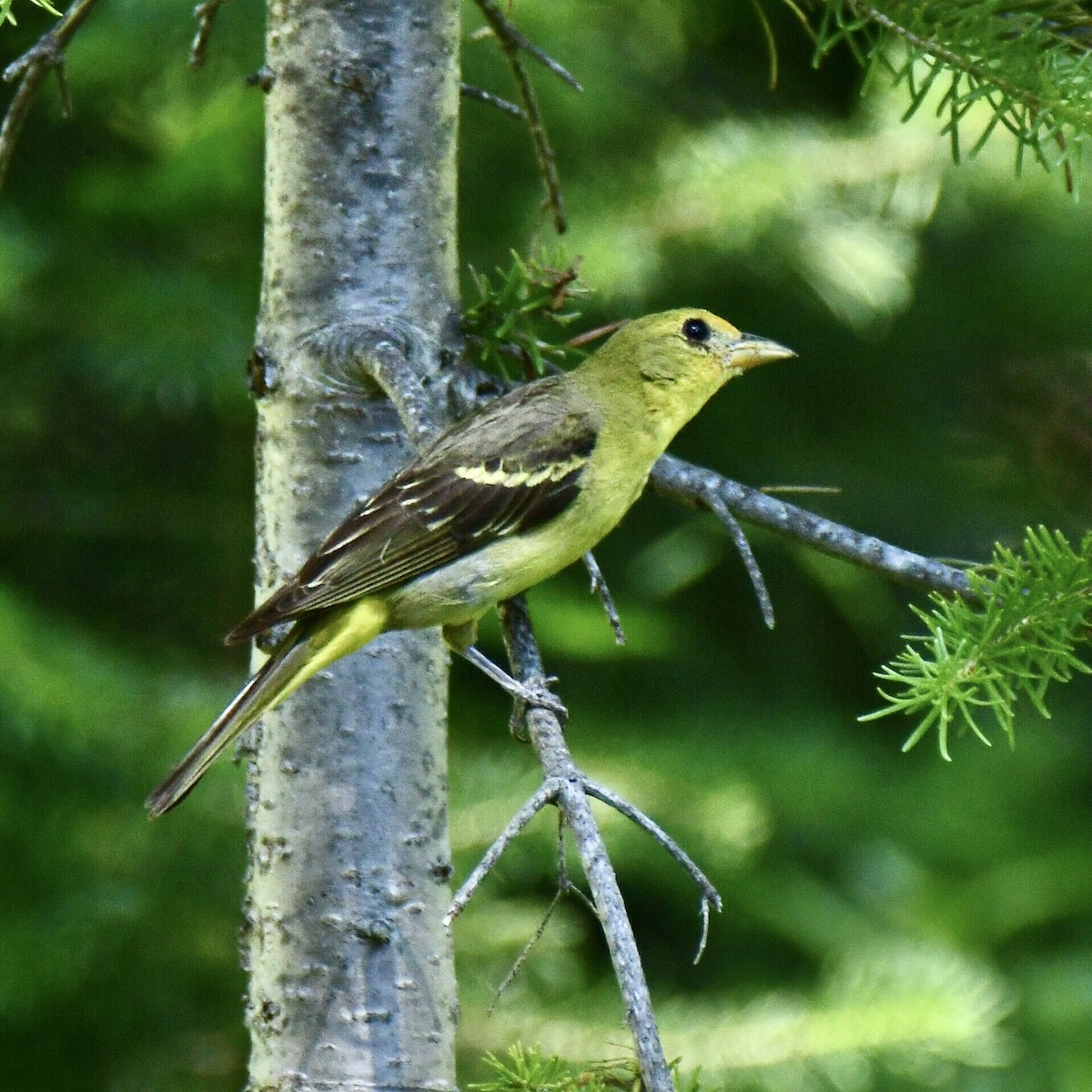 Western Tanager - ML471387961