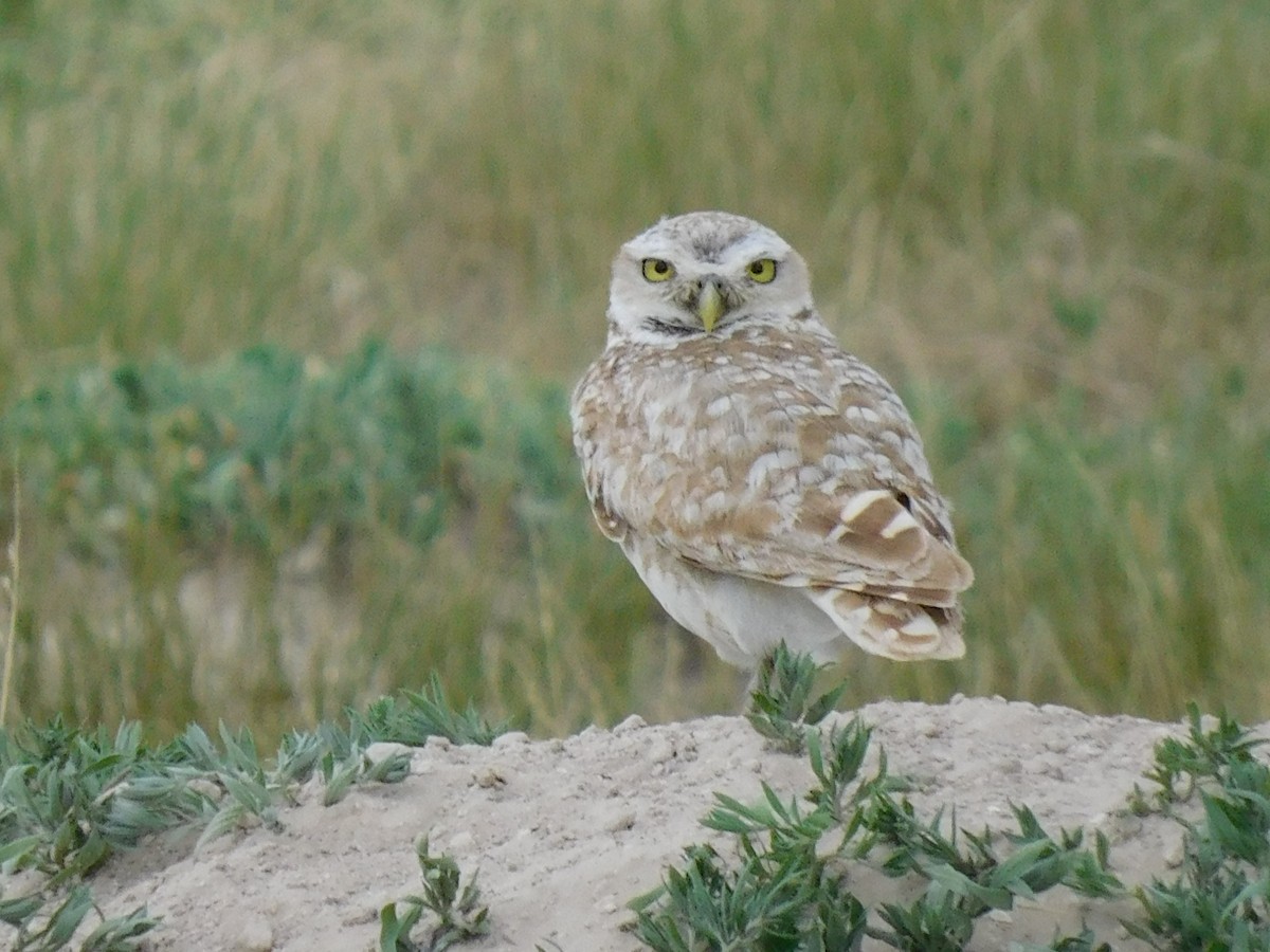 Burrowing Owl - ML471388721