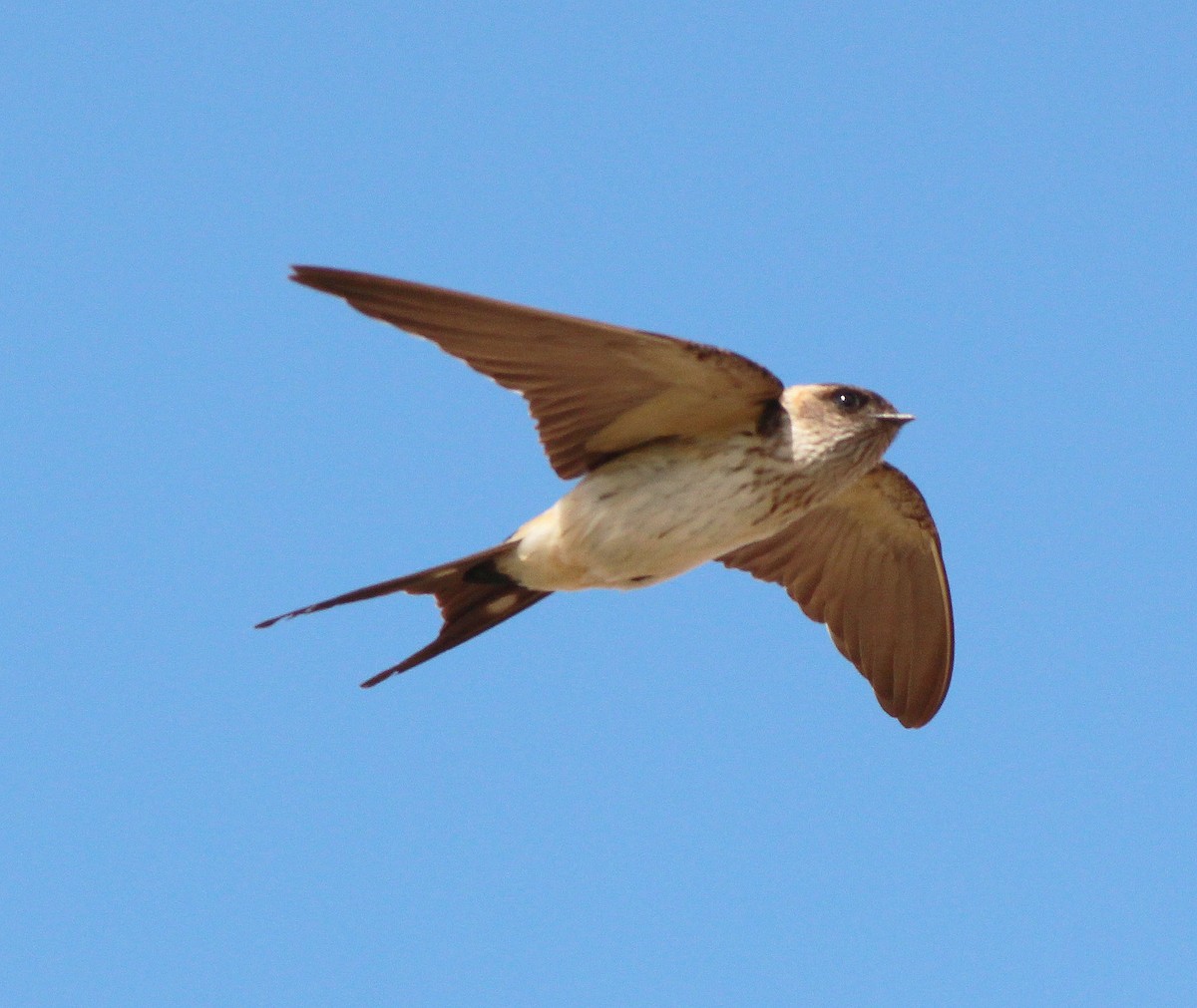 Red-rumped Swallow - ML47138961