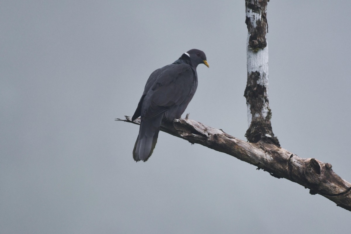 Band-tailed Pigeon - ML471389691