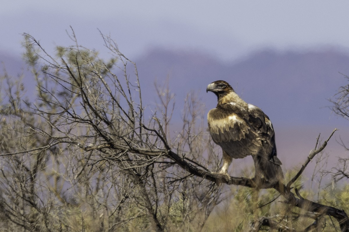 Wedge-tailed Eagle - Stuart Riley