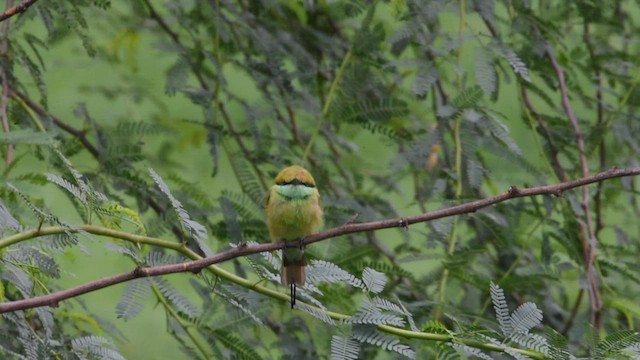 Asian Green Bee-eater - ML471399521