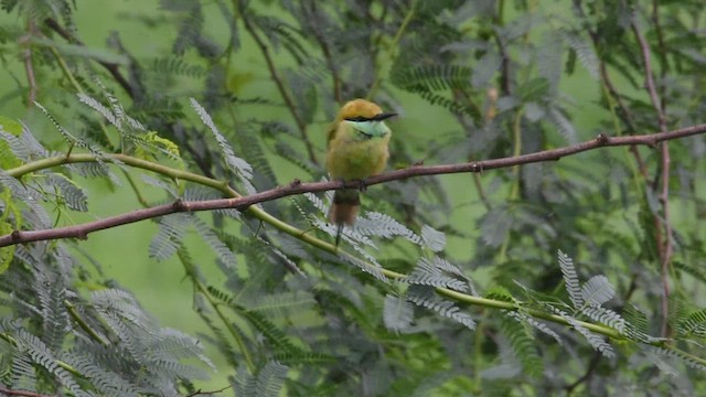 Asian Green Bee-eater - ML471399541