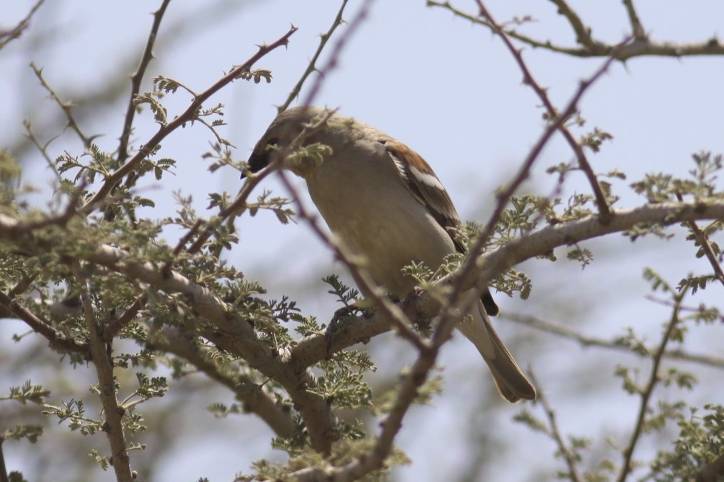 Yellow-throated Sparrow - Knut Hansen