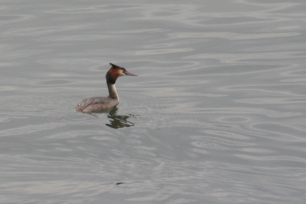 Great Crested Grebe - ML47140151