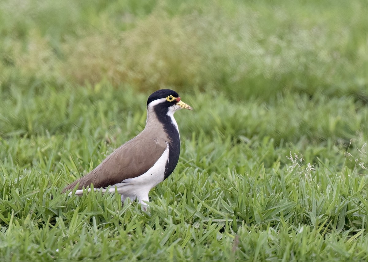Banded Lapwing - ML471402171