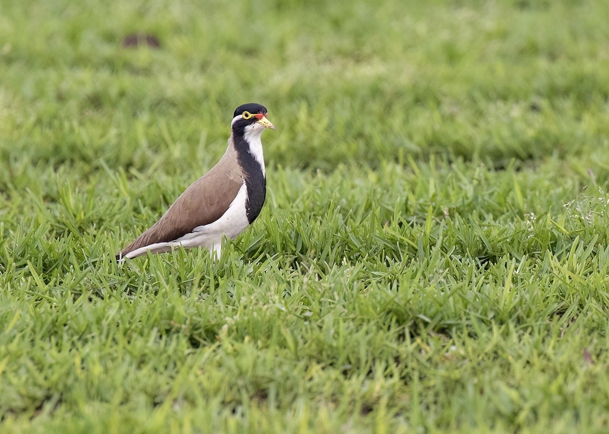 Banded Lapwing - ML471402831