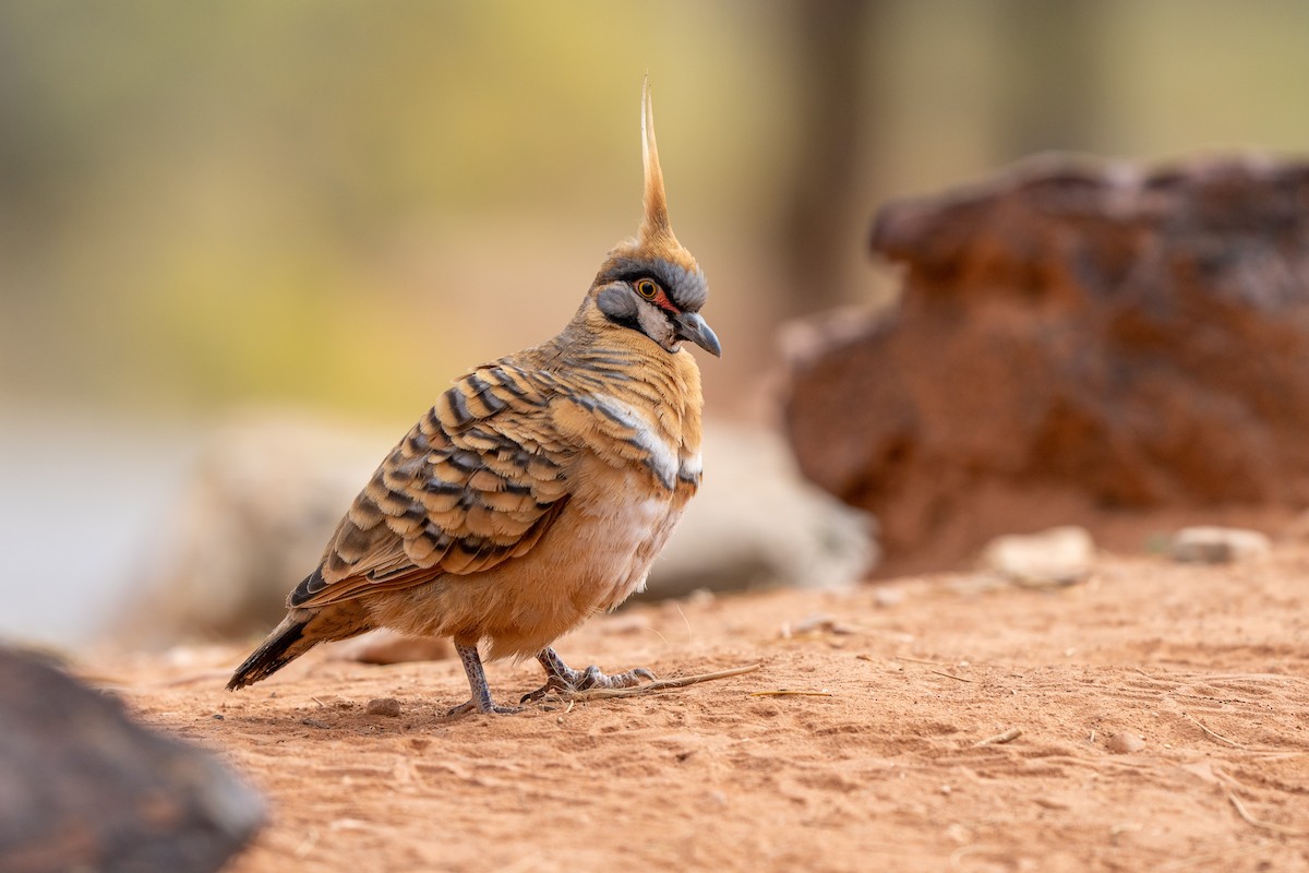 Spinifex Pigeon - ML471403501