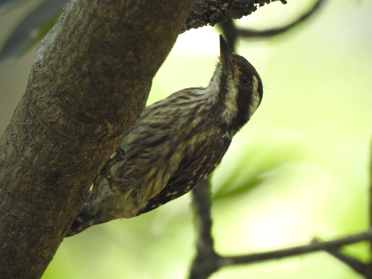 Sunda Pygmy Woodpecker - ML471403921