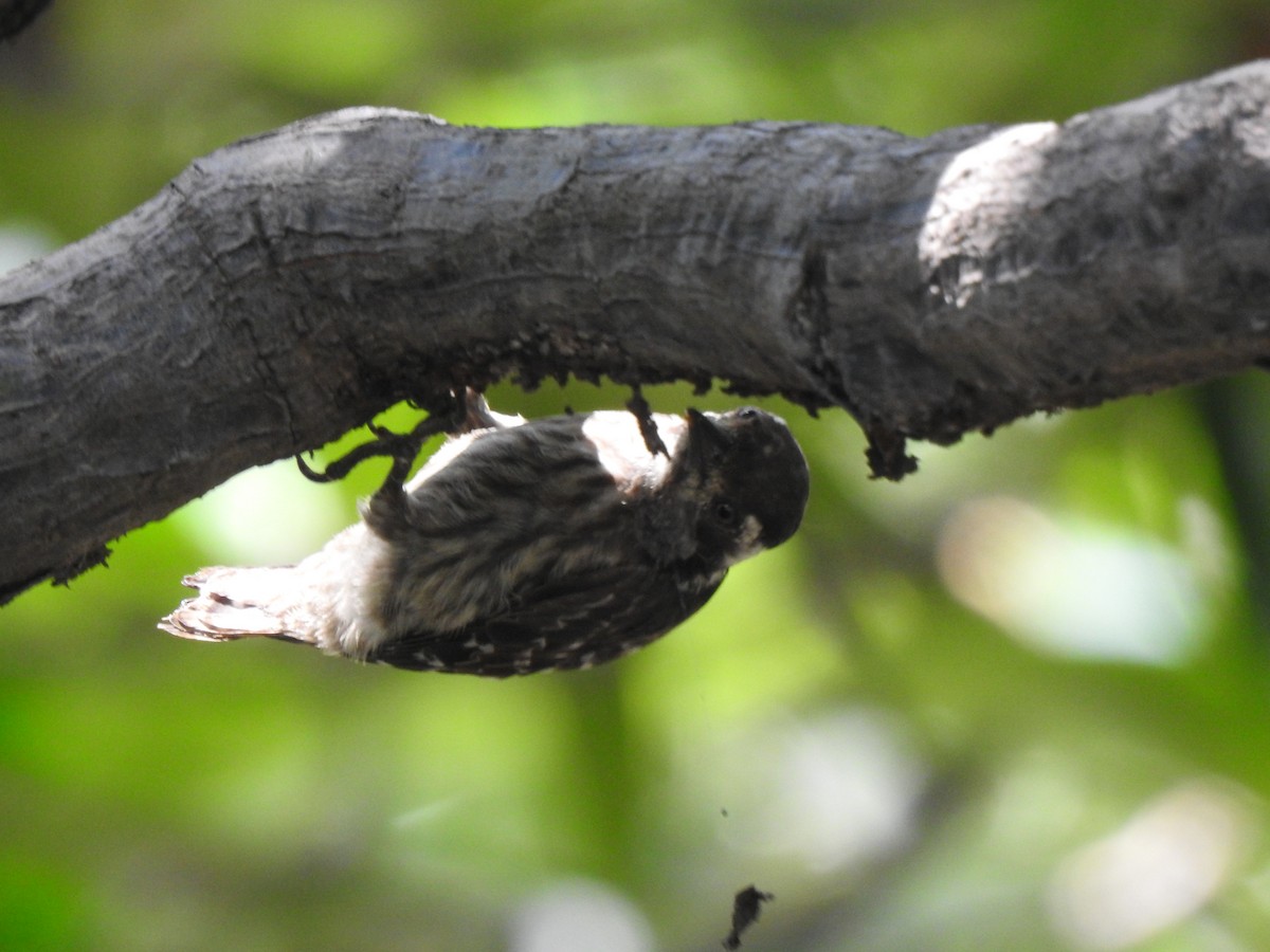 Sunda Pygmy Woodpecker - Chai Thiam Lau