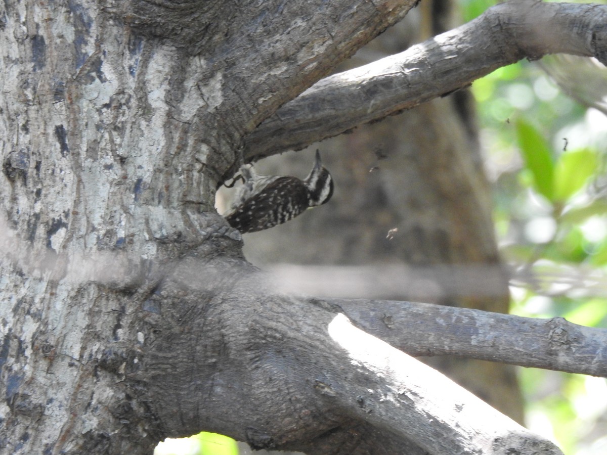 Sunda Pygmy Woodpecker - ML471403951