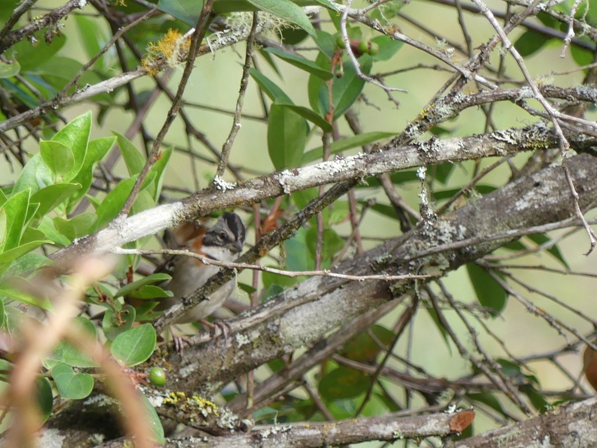 Rufous-collared Sparrow - ML471408491