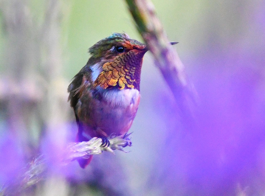 Scintillant Hummingbird - Brian Carruthers