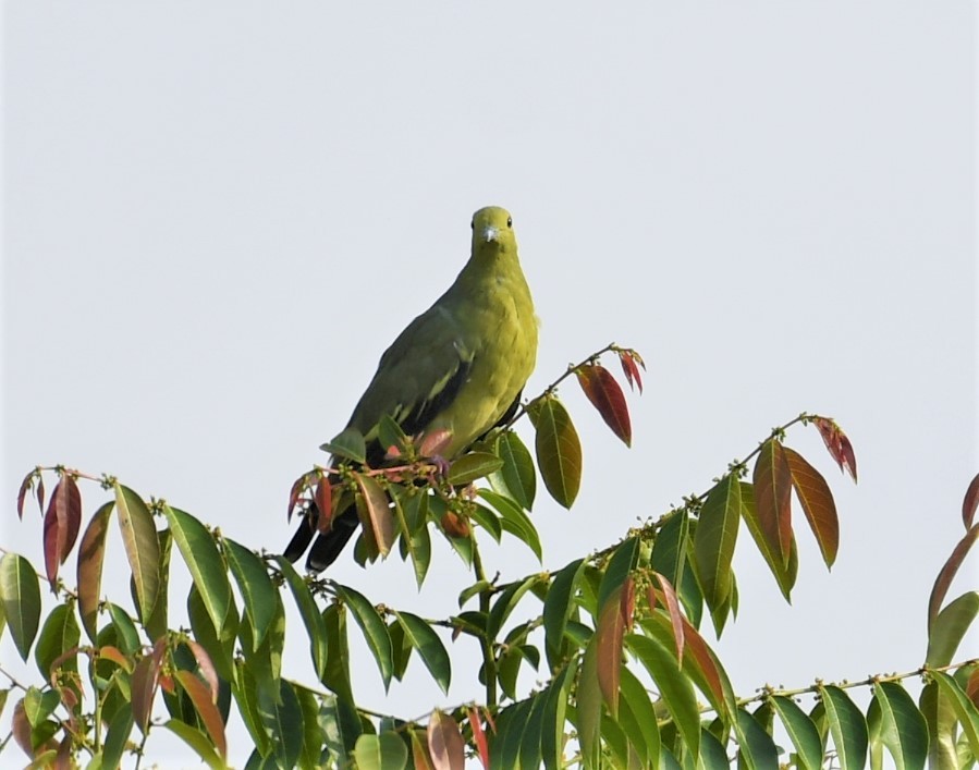 Розовошейный зелёный голубь - ML471413741