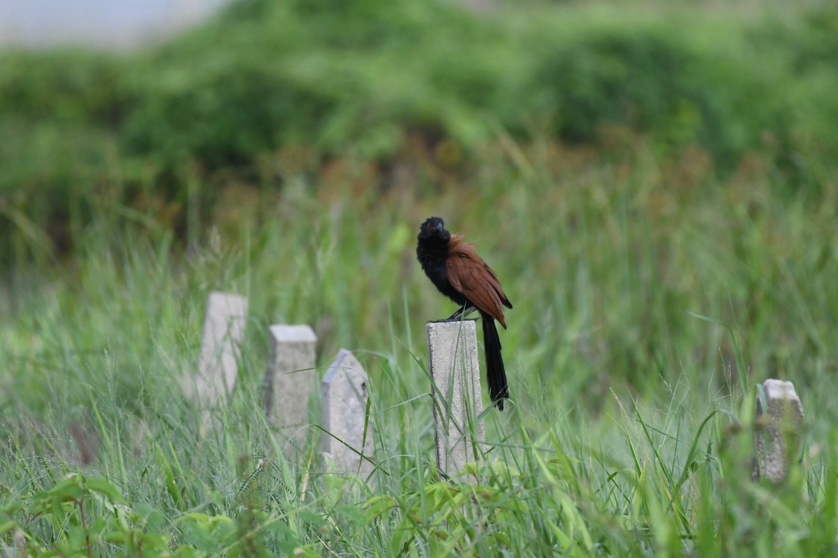 Greater Coucal - ML471414671