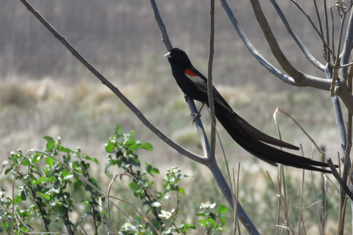 Long-tailed Widowbird - ML471414791
