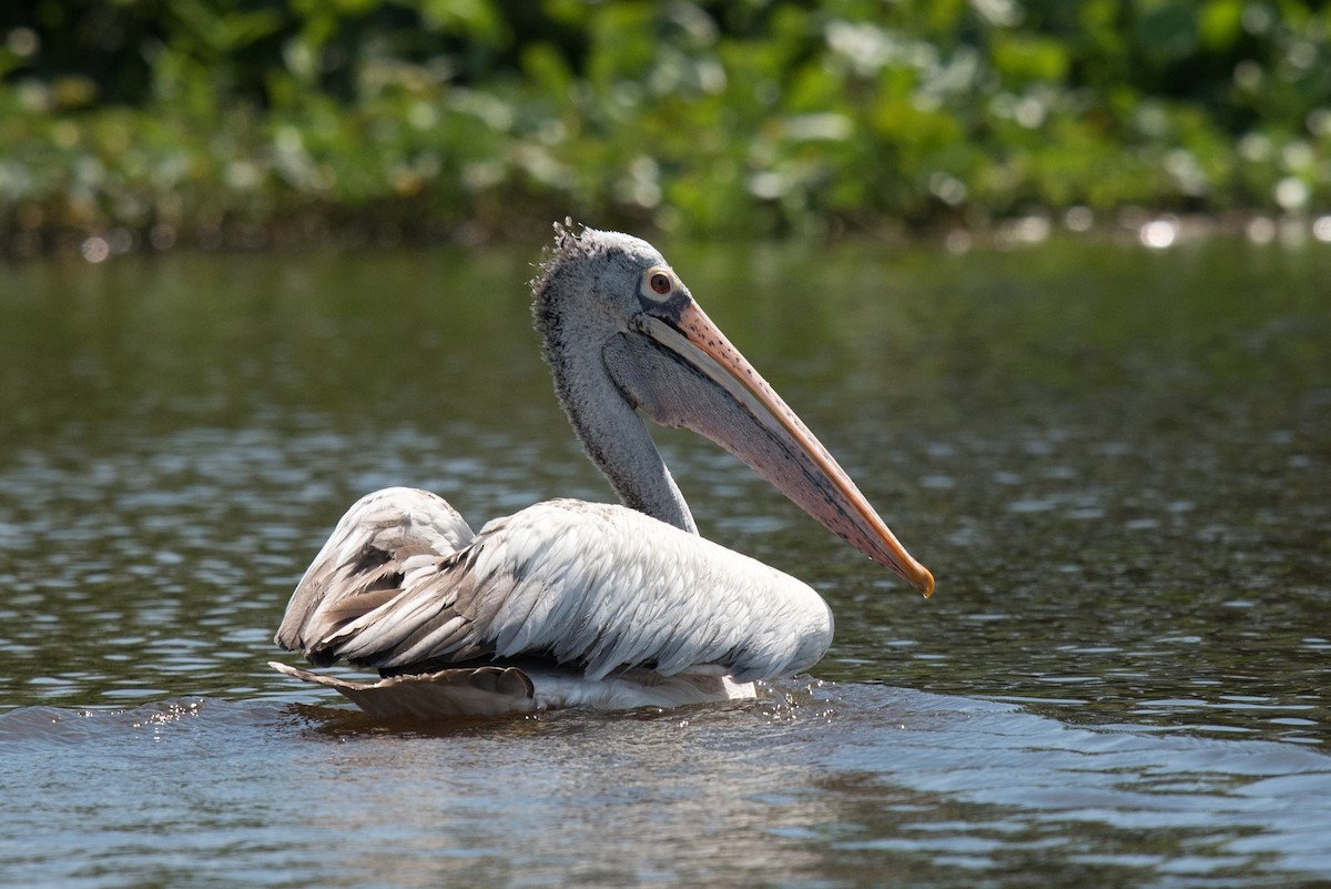 pelikán skvrnozobý - ML47141531