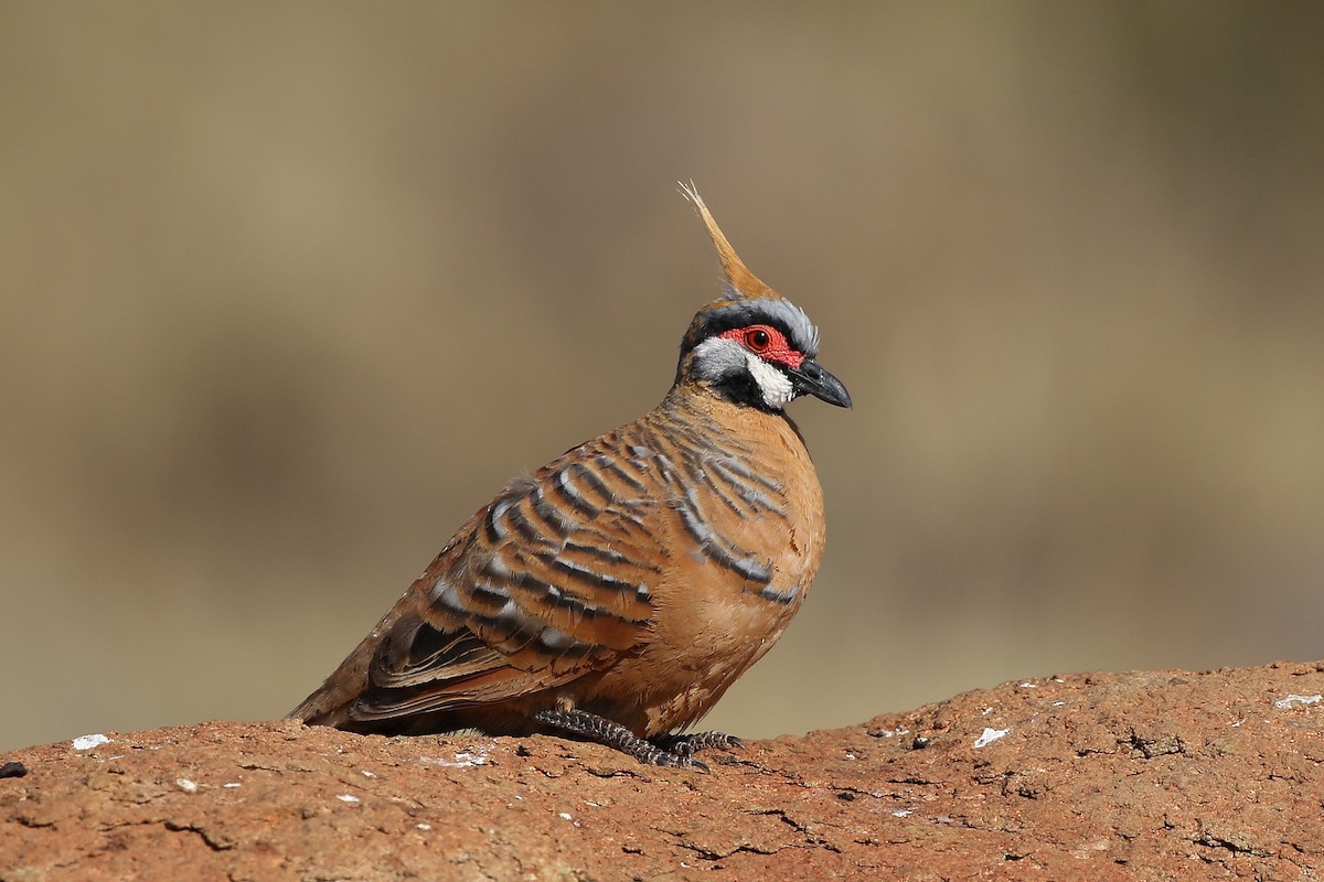 Spinifex Pigeon - ML471417671