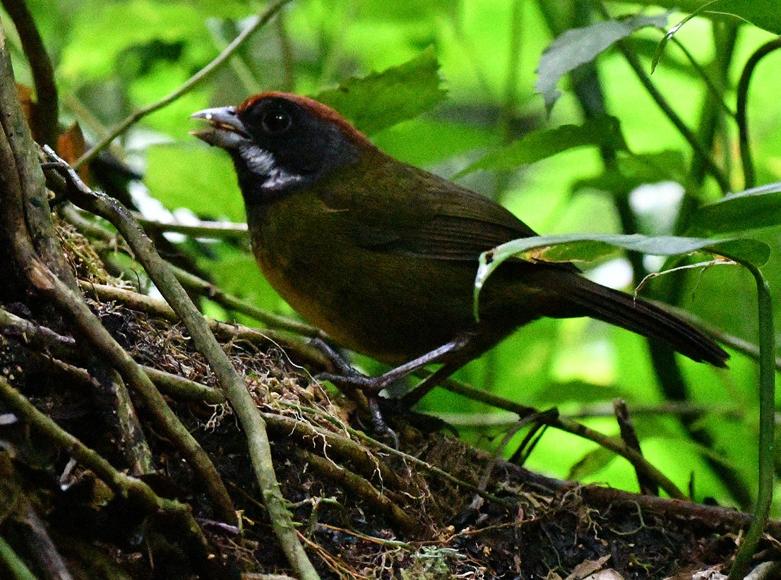 Sooty-faced Finch - ML471419011