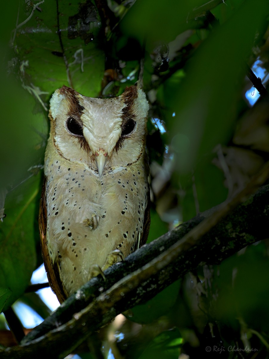 Sri Lanka Bay-Owl - ML471422361