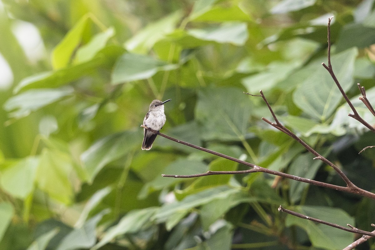 Olive-spotted Hummingbird - Stefan Hirsch