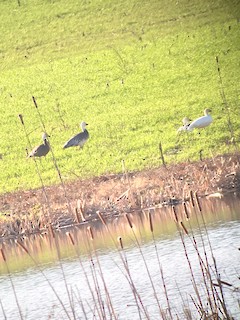 Snow Goose, ML47142281