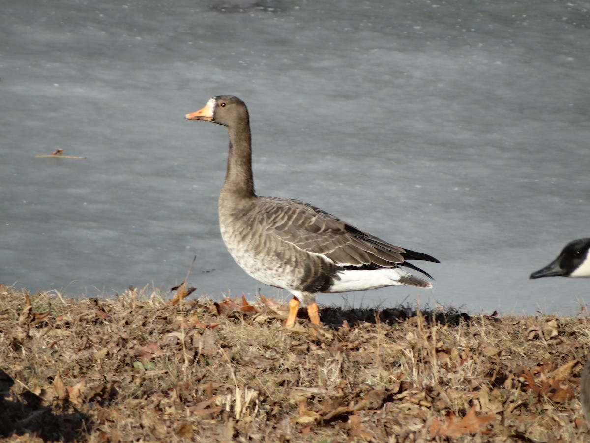 Greater White-fronted Goose - ML47142361