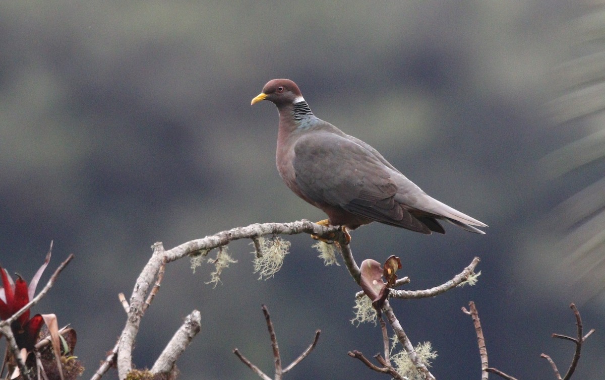 Band-tailed Pigeon - ML471429771