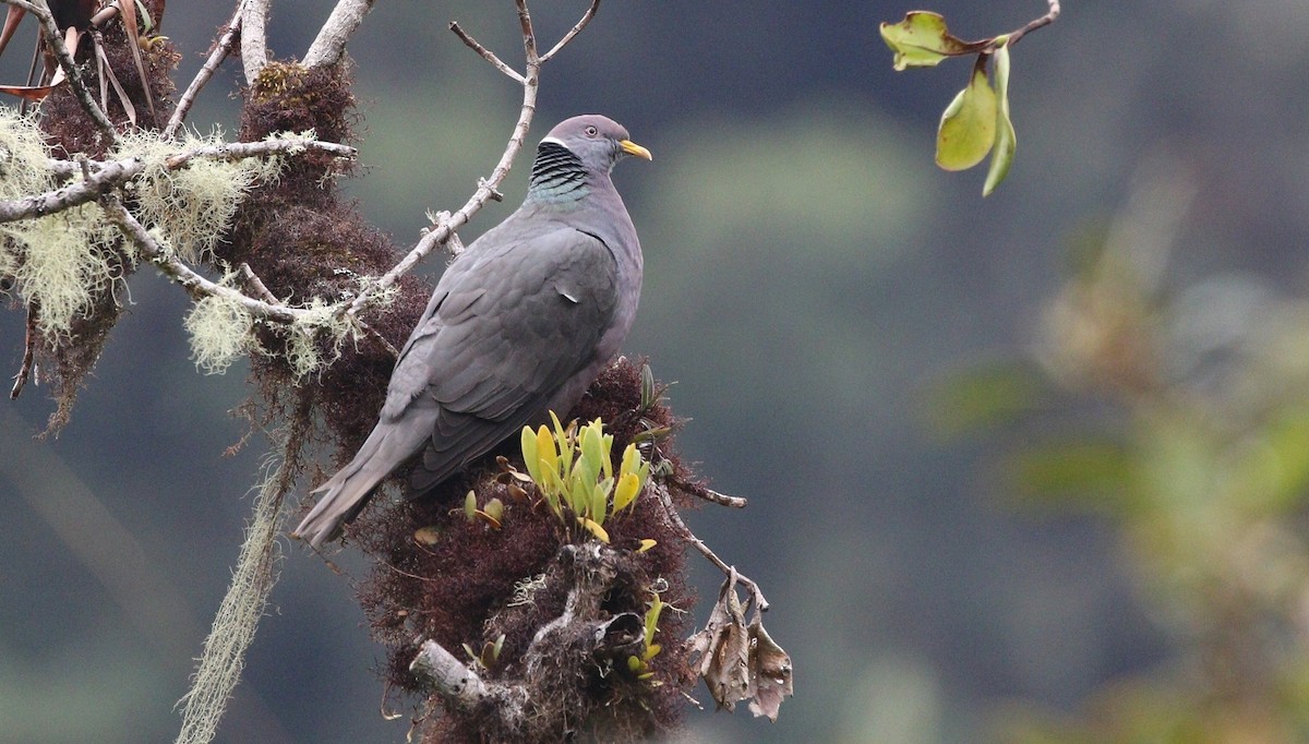 Band-tailed Pigeon - ML471429781