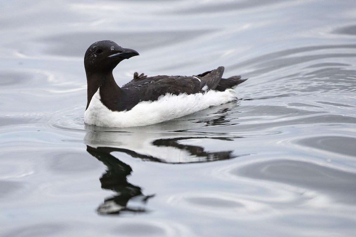 Thick-billed Murre - ML471432091