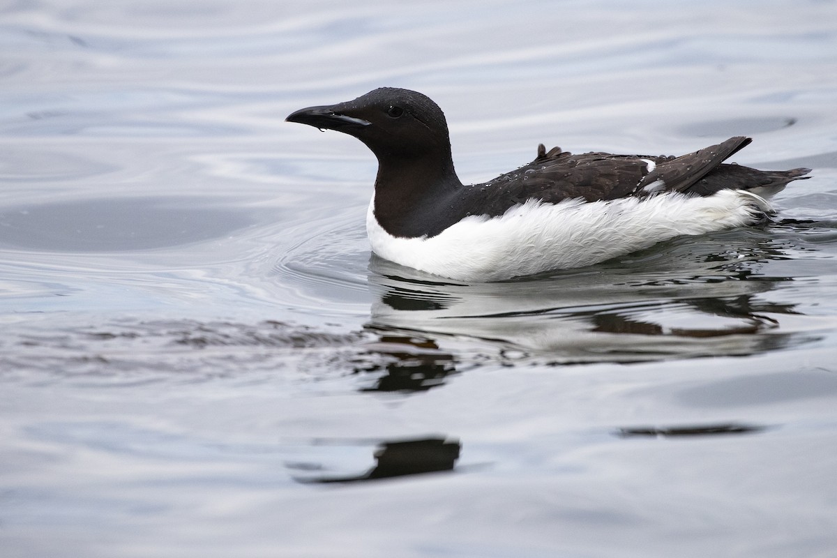 Thick-billed Murre - ML471432101