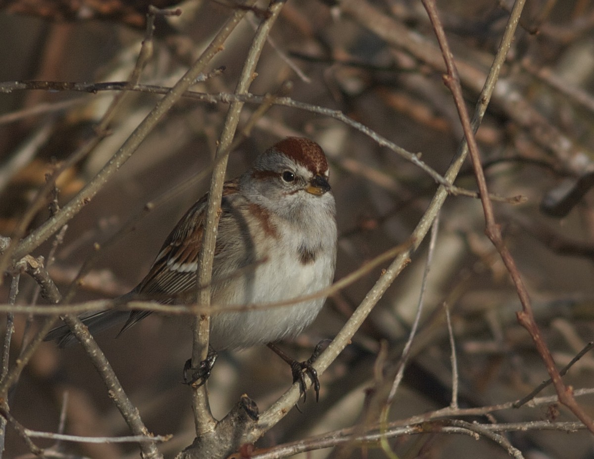 American Tree Sparrow - benny albro