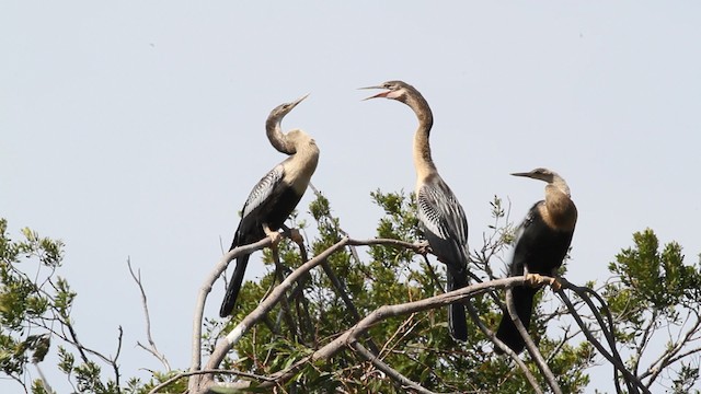  - Anhinga