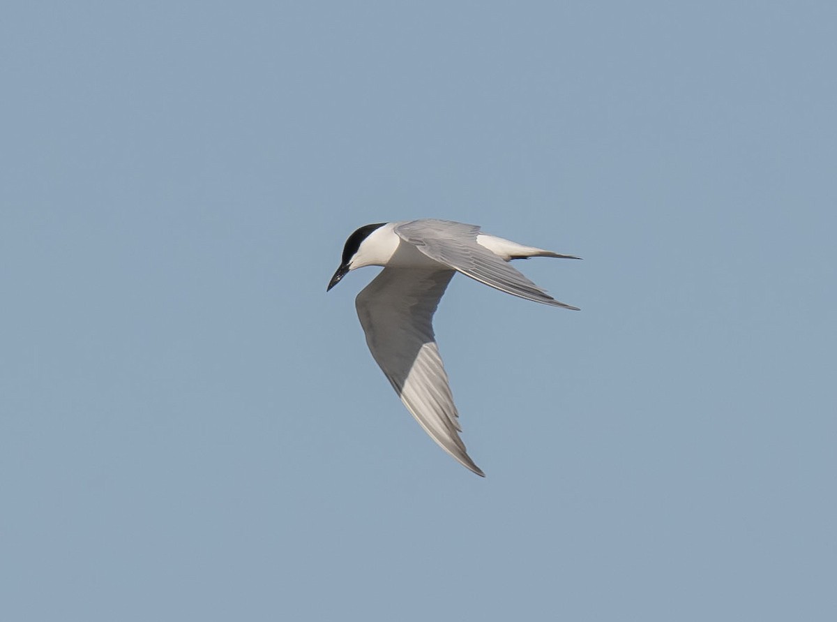 Gull-billed Tern - Ronnie d'Entremont