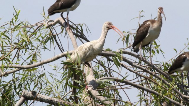 ibis bílý - ML471455