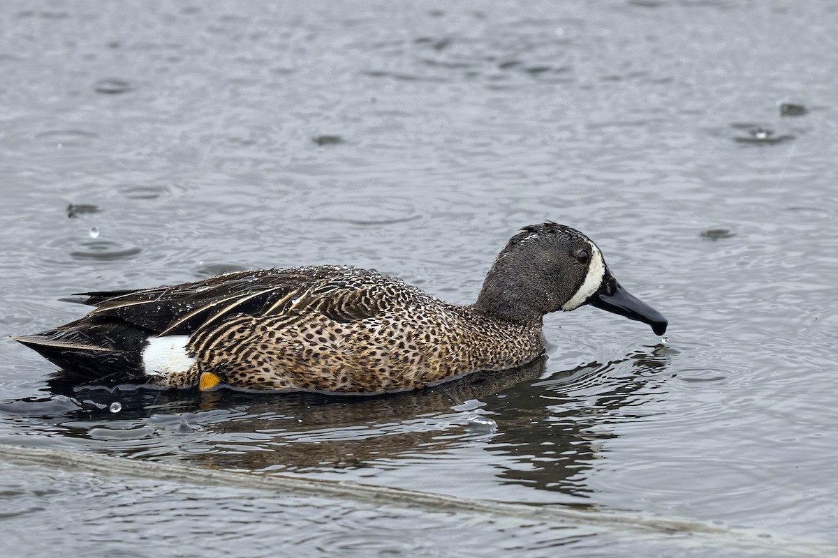 Blue-winged Teal - ML471459861