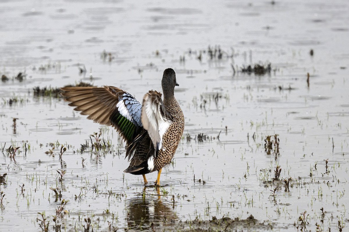 Blue-winged Teal - ML471459951
